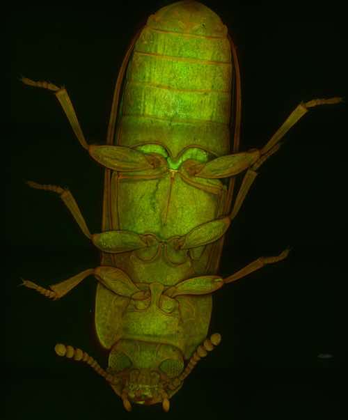 aurox confocal microscope Flour weevil underbelly autofluorescence.jpg